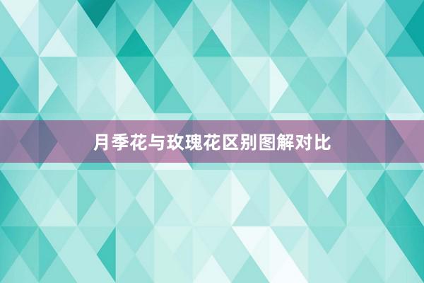 月季花与玫瑰花区别图解对比